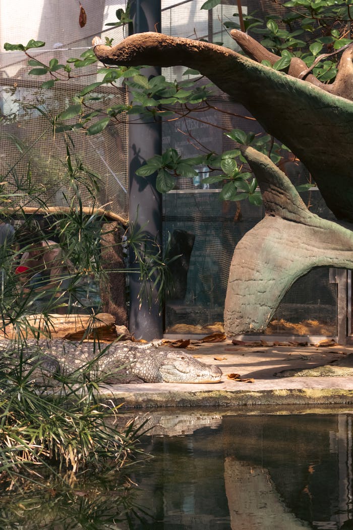 Crocodile resting beside pond with plant reflections in a zoo enclosure.