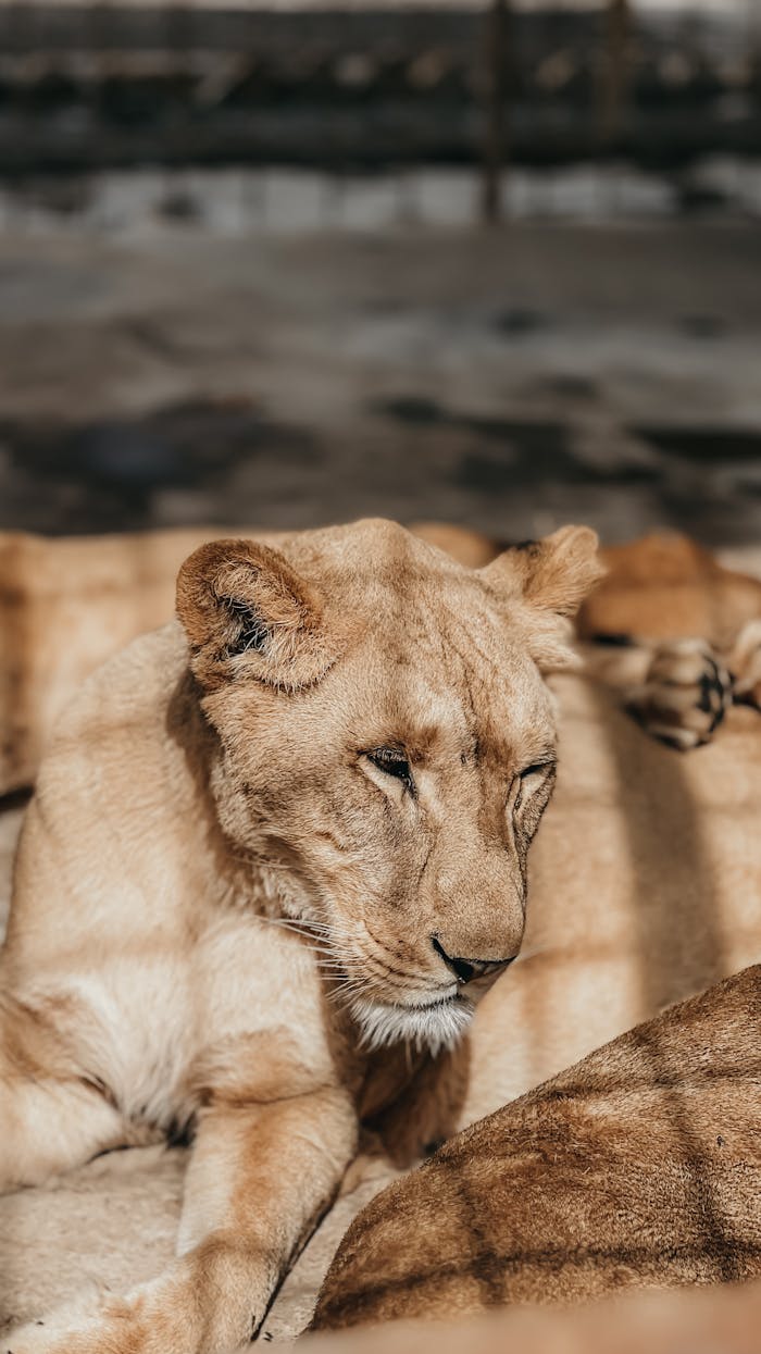 gallery-02 Close-up shot of a lioness resting in a zoo enclosure with sunlight. Photographed in Basrah, Iraq.