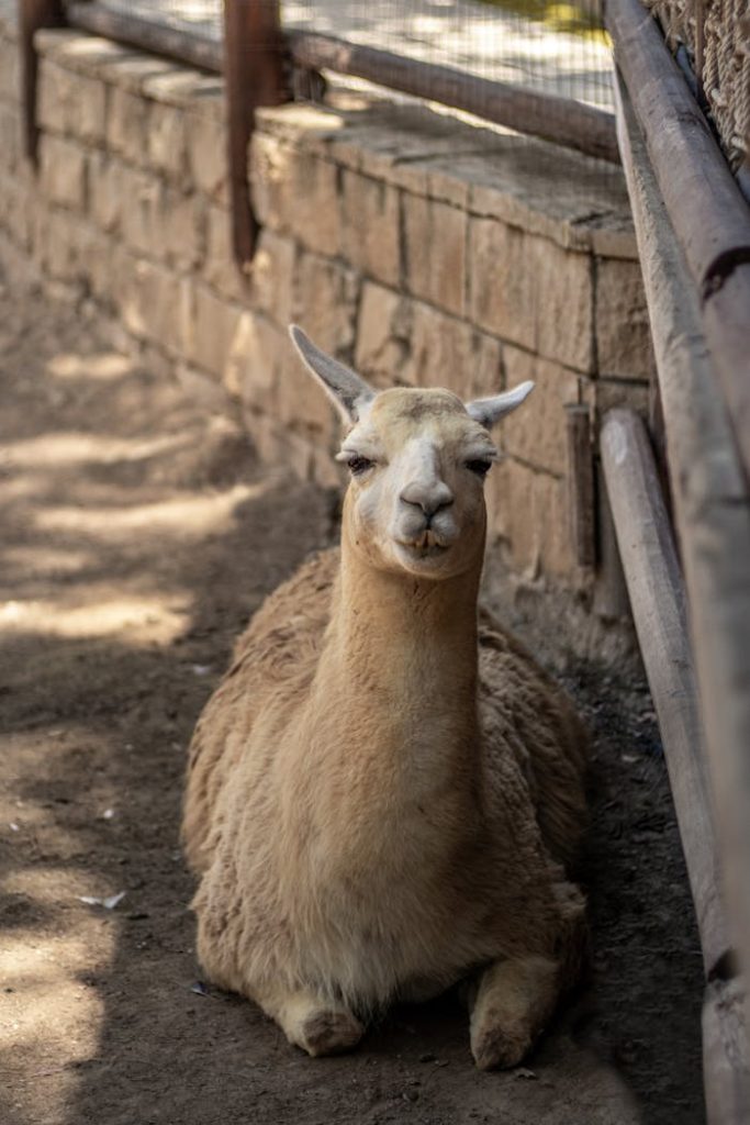 pexels photo 18164790 A peaceful llama resting in a sunny zoo enclosure, capturing the essence of tranquility.
