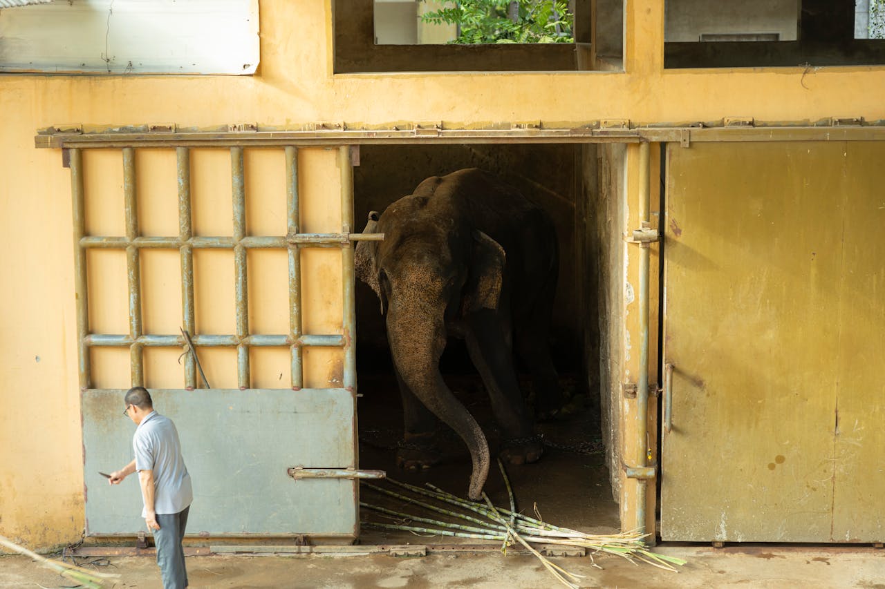 gallery-01 An elephant stands in a zoo enclosure next to a caretaker, showcasing wildlife management.