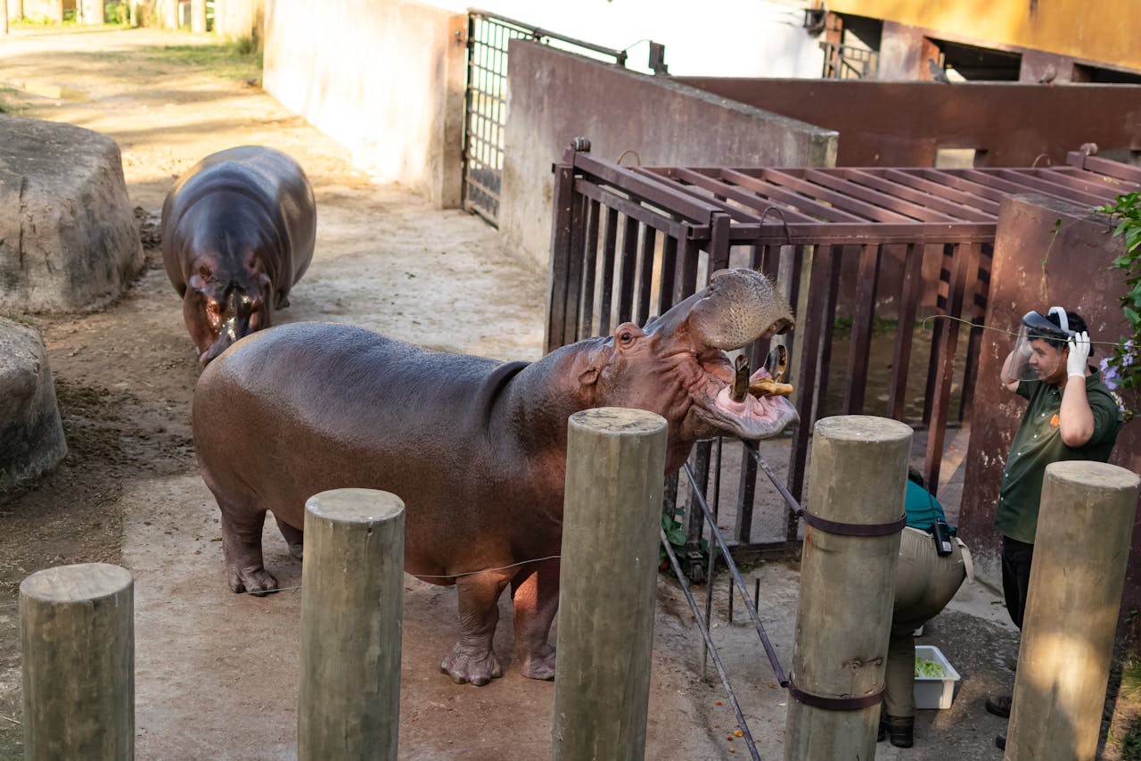 A zookeeper feeds a hippo in an outdoor enclosure, capturing animal behavior up close.