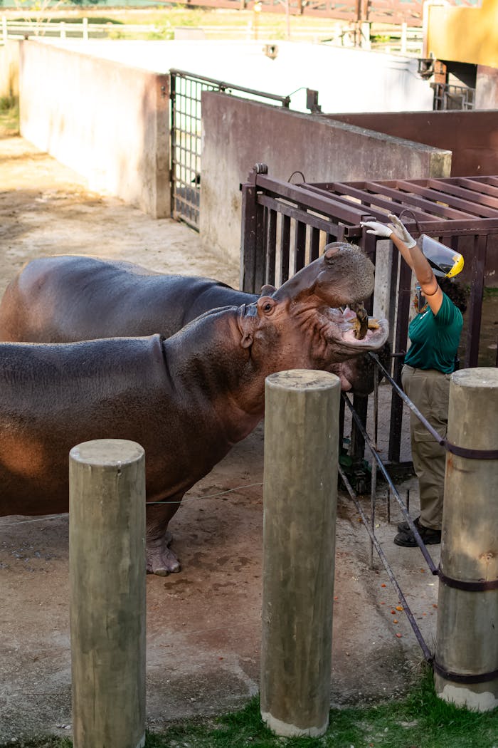 A zookeeper feeding a hippopotamus in an outdoor zoo enclosure during the day.