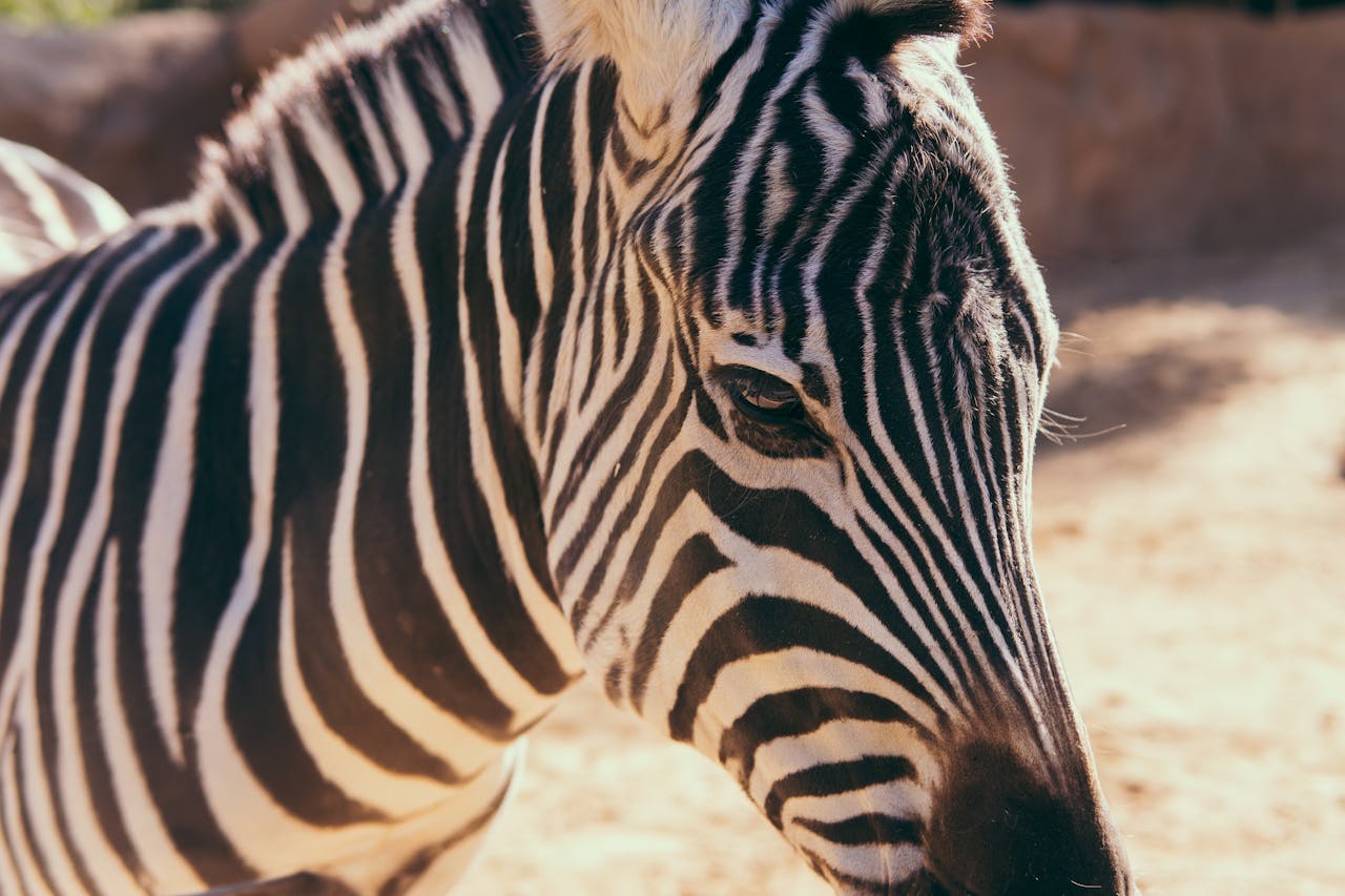 gallery-03 Detailed close-up of a zebra's face showing its distinctive black and white stripes at San Diego Zoo.