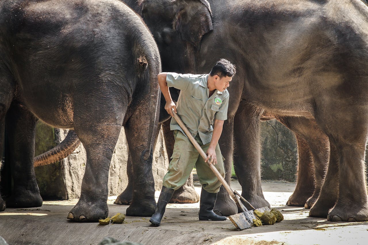 about-img-01 Zookeeper cleans elephant enclosure, showcasing animal care and maintenance in a zoo setting.