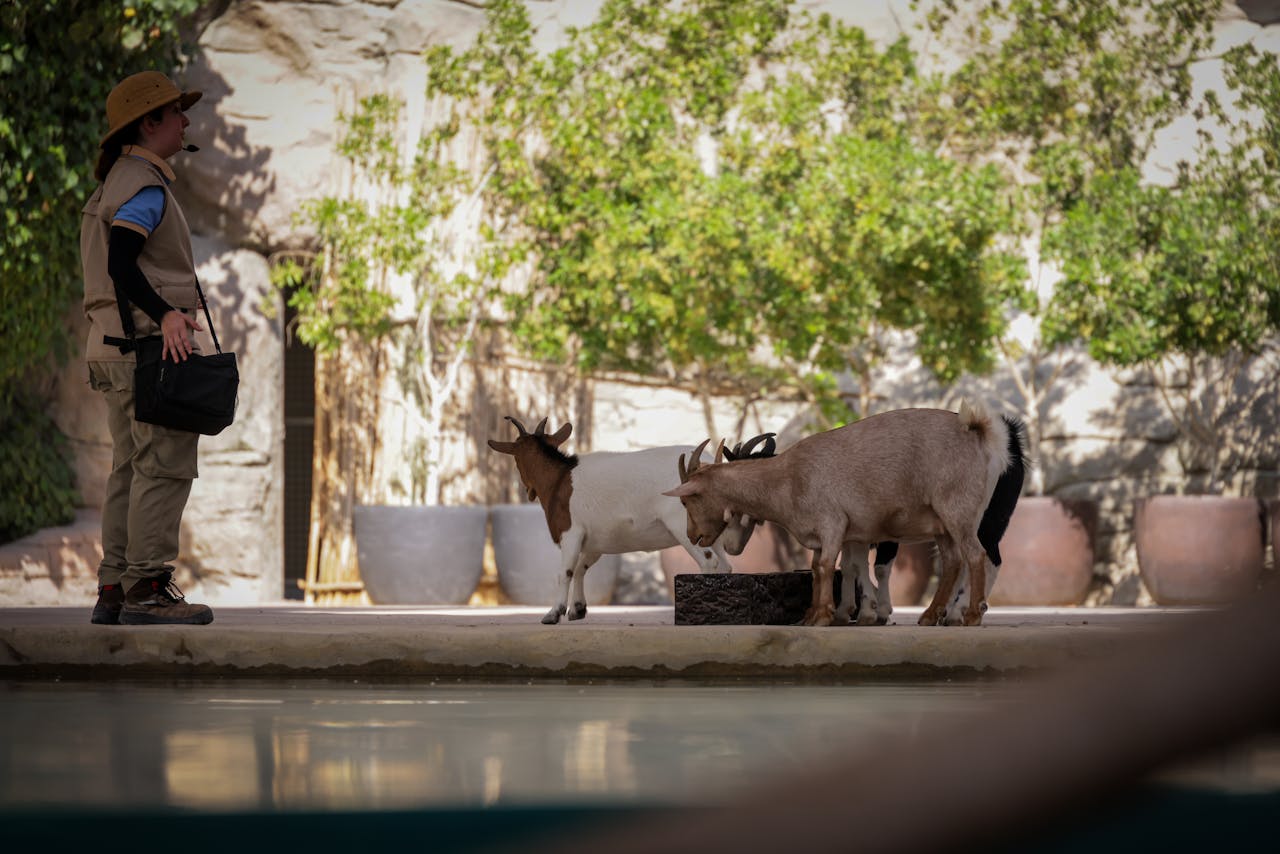 Zookeeper observes two goats feeding in a sunny outdoor enclosure.
