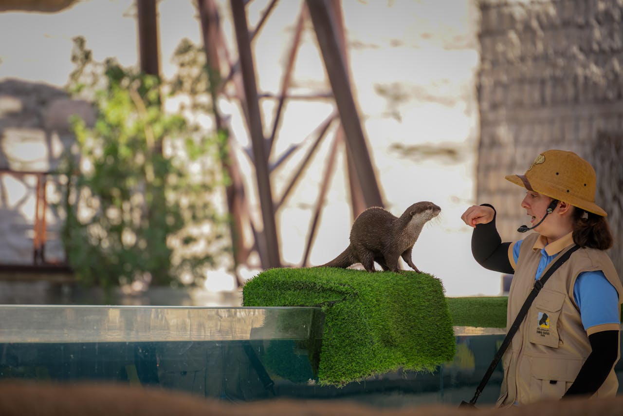A zookeeper interacts with a cute otter perched on astroturf, showcasing animal training.