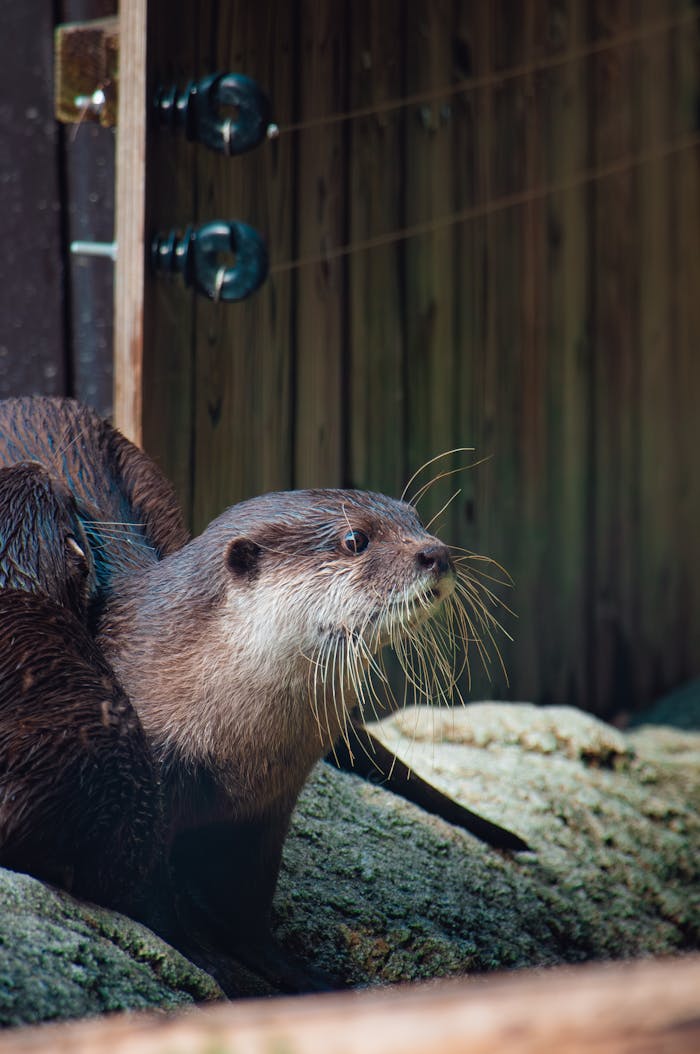 our-story A curious otter explores its rocky enclosure, showcasing its sleek fur and whiskers.