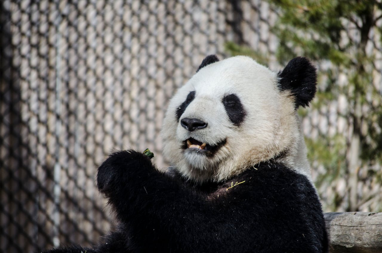 gallery-04 Adorable giant panda at Toronto Zoo enjoying a snack, showcasing its playful nature and unique features.